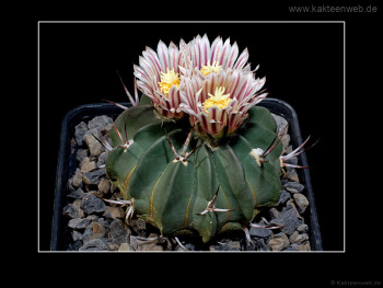 Echinofossulocactus coptonogonus