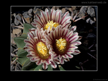 Echinofossulocactus coptonogonus