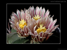 Echinofossulocactus coptonogonus