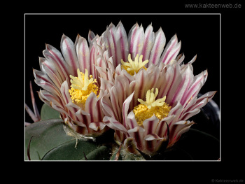 Echinofossulocactus coptonogonus