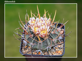 Echinofossulocactus coptonogonus SB13