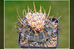 Echinofossulocactus coptonogonus SB13