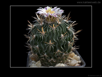 Echinofossulocactus erectocentrus GL89.3