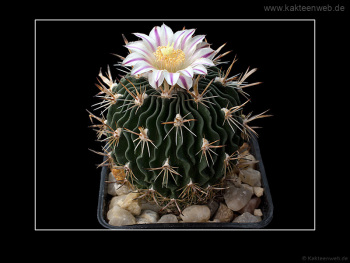 Echinofossulocactus erectocentrus GL89.3