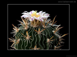 Echinofossulocactus erectocentrus GL89.3