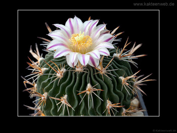 Echinofossulocactus erectocentrus GL89.3