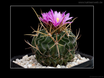 Echinofossulocactus lamellosus SB111