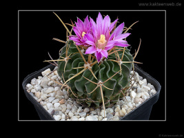 Echinofossulocactus lamellosus SB111