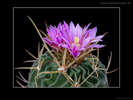 Echinofossulocactus lamellosus SB111
