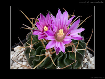 Echinofossulocactus lamellosus SB111