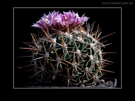 Echinofossulocactus lloydii