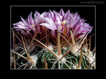 Echinofossulocactus lloydii