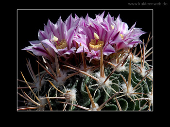 Echinofossulocactus lloydii