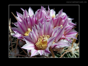 Echinofossulocactus lloydii