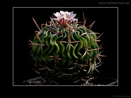 Echinofossulocactus phyllacanthus var. violaciflorus