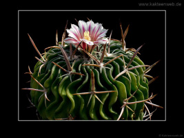 Echinofossulocactus phyllacanthus var. violaciflorus