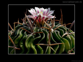 Echinofossulocactus phyllacanthus var. violaciflorus
