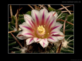 Echinofossulocactus phyllacanthus var. violaciflorus
