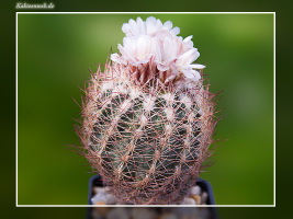 Echinomastus intertextus var. dasyacanthus