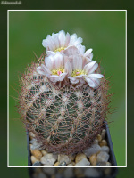 Echinomastus intertextus var. dasyacanthus