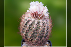 Echinomastus intertextus var. dasyacanthus