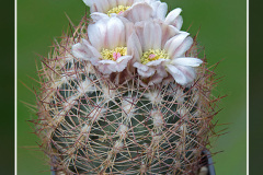 Echinomastus intertextus var. dasyacanthus