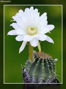 Echinopsis campylacantha