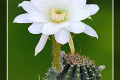 Echinopsis campylacantha