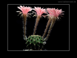 Echinopsis eyriesii var. grandiflora