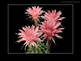 Echinopsis eyriesii var. grandiflora