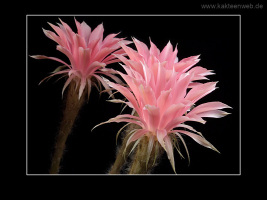 Echinopsis eyriesii var. grandiflora