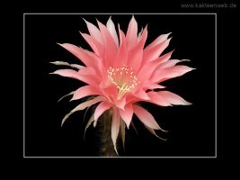Echinopsis eyriesii var. grandiflora