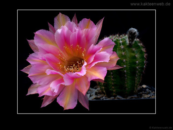 Echinopsis Hybride BEX 104 "Kleopatra"