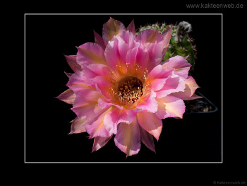Echinopsis Hybride BEX 104 "Kleopatra"