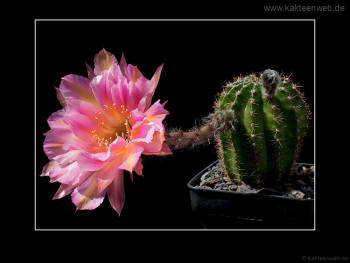Echinopsis Hybride BEX 104 "Kleopatra"