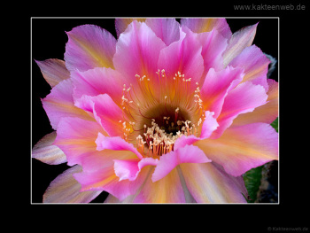 Echinopsis Hybride BEX 104 "Kleopatra"