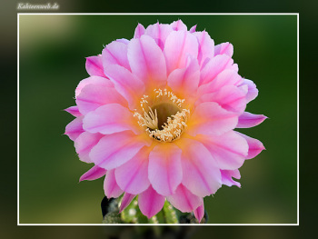 Echinopsis Hybride BEX 245 Echinopsis Hybride BEX 245