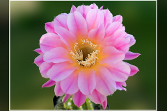 Echinopsis Hybride BEX 245