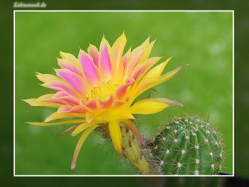 Echinopsis Hybride "Sunny"