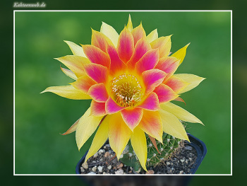 Echinopsis Hybride "Sunny"