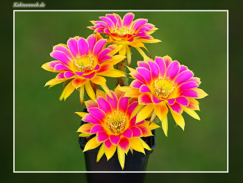 Echinopsis Hybride "Sunny"