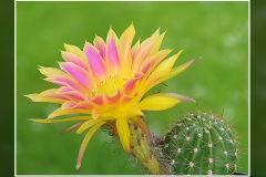 Echinopsis Hybride "Sunny"
