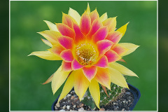 Echinopsis Hybride "Sunny"