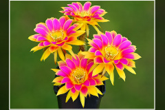 Echinopsis Hybride "Sunny"