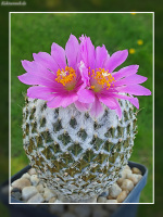 Encephalocarpus strobiliformis