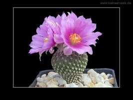 Encephalocarpus strobiliformis