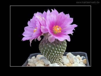 Encephalocarpus strobiliformis