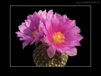 Encephalocarpus strobiliformis