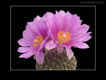 Encephalocarpus strobiliformis