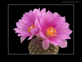 Encephalocarpus strobiliformis